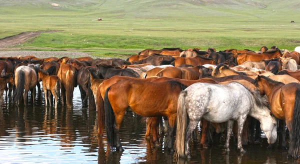 Konie Mongolskim Stepie Krajobraz Dzikimi Końmi Pobliżu Góry — Zdjęcie stockowe
