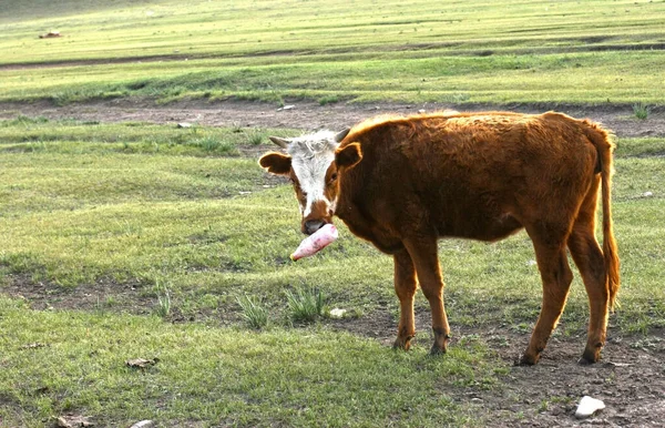 Vache Dans Champ Manger Herbe Espace Copie Altaï Russie Lac — Photo