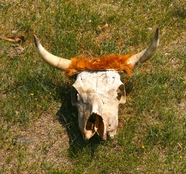 bull skull on the ground. Warning and danger consept.