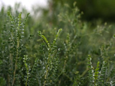 Yeşil çimenleri, bitkileri ve çiçekleri olan Moğol bozkırları. Copyspace ile Moğolistan 'ın güzel manzarası