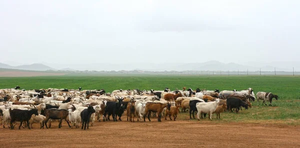Paysage Estival Avec Troupeau Moutons Sur Route Moutons Domestiques Blancs — Photo