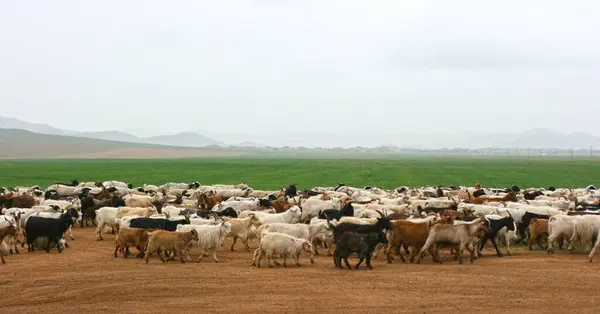 Paysage Estival Avec Troupeau Moutons Sur Route Moutons Domestiques Blancs — Photo