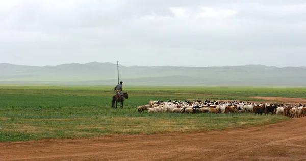 Paisagem Verão Com Rebanho Ovelhas Estrada Ovelhas Domésticas Brancas Marrons — Fotografia de Stock