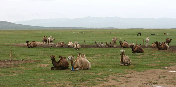 Stepowy Letni Dzień Góra Grupa Wielbłąd Stado Wielbłądów Stepie Mongolii — Zdjęcie stockowe