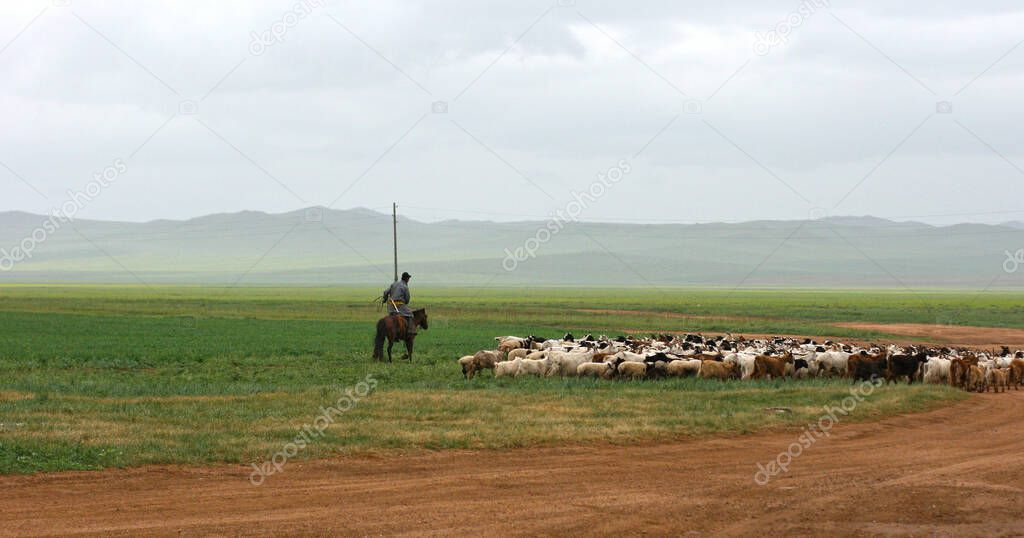 Summer landscape with flock of sheep on the road.  Domestic white and brown sheep grazeing on the farm. Group of sheep on a country road. View of Mongolia with copy space
