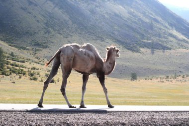 Steppe yaz günlerinde dağlar ve yürüyen develerle. Moğolistan bozkırlarında açık kahverengi develer.