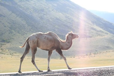 Steppe yaz günlerinde dağlar ve yürüyen develerle. Moğolistan bozkırlarında açık kahverengi develer.