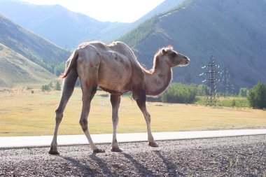 Steppe yaz günlerinde dağlar ve yürüyen develerle. Moğolistan bozkırlarında açık kahverengi develer.
