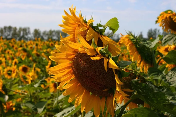 Sunflowers field summer scene. Sunflowers. Sunflower field landscape. Beautiful scene of agriculture farming background.