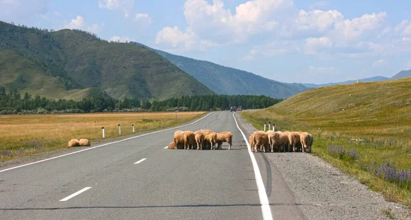 Step Letni Dzień Górami Owcami Stojącymi Rozmiar Banera Przestrzenią Kopiowania — Zdjęcie stockowe