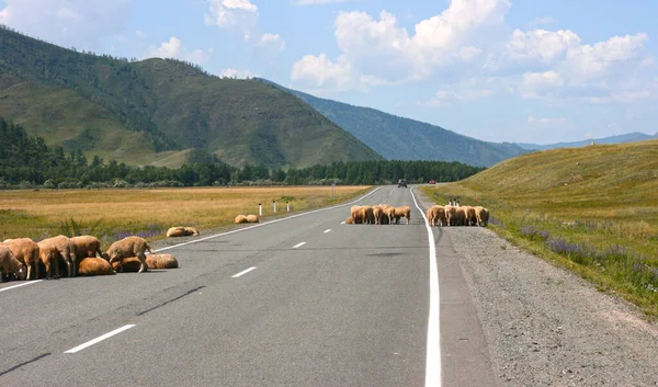Step Letni Dzień Górami Owcami Stojącymi Rozmiar Banera Przestrzenią Kopiowania — Zdjęcie stockowe