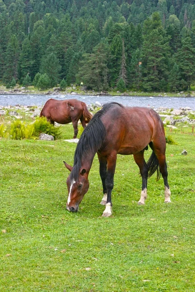 Piękny Brązowy Koń Jedzący Trawę Siano Łące Zielonym Polu Latem — Zdjęcie stockowe
