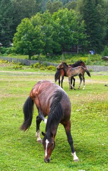 Belo Cavalo Marrom Comendo Grama Feno Prado Campo Verde Verão — Fotografia de Stock