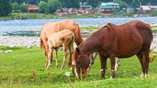 Belos Cavalos Castanhos Comendo Grama Feno Prado Campo Verde Verão — Fotografia de Stock