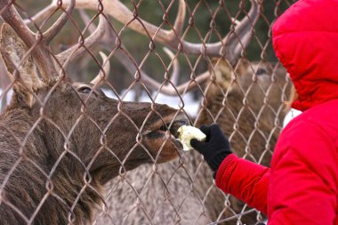 Geyik geyiği kuşhanede, demir parmaklıkların arkasında. Kadın geyiği besliyor. Hayvanları besleme konsepti