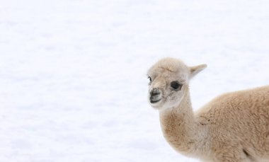 Şirin beyaz alpaka portresi. Dışarıda tüylü, sevimli hayvanlar üşüyor. Alpaca kışın çiftlikte. 