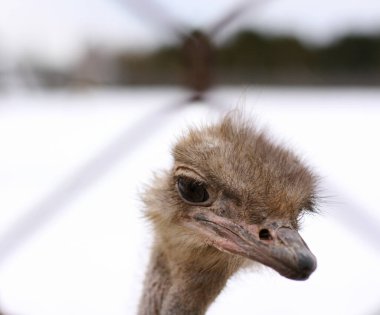Devekuşu kafalı boyun. Devekuşu kafası portresi. Büyük büyük kuş, çiftlikte devekuşu. Kuş suratlı sevimli şey.. 