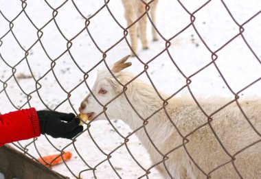 Kuşhanede beyaz keçi, demir parmaklıkların arkasında. Kadın keçiyi besliyor. Hayvanları besleme konsepti