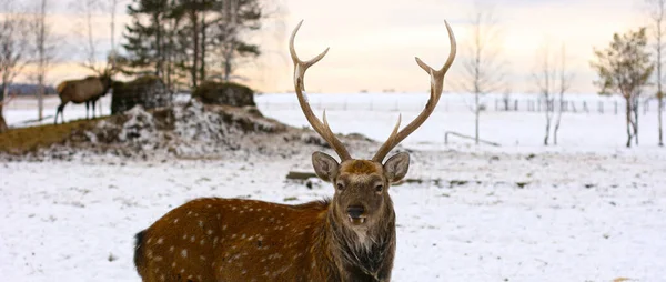 Cerb Cerb Picioare Pădure Zăpadă Adâncă Peisaj Natural Sălbatic Mamifere — Fotografie, imagine de stoc