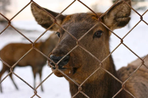 Portrait of young deer. Female deer standing on snow-covered foreground.