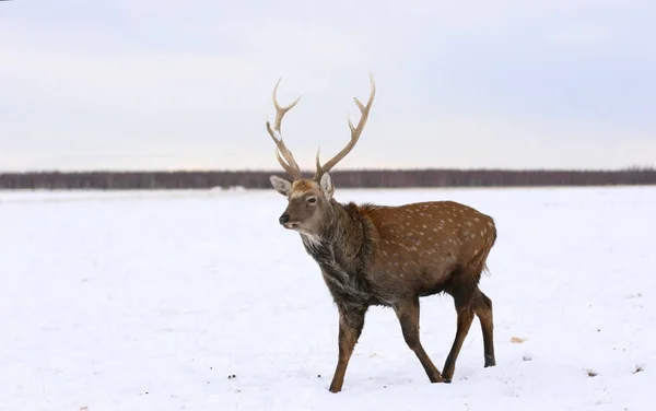 Deer Stag Standing Deep Snow Forest Natural Wildlife Scenery Wild — Stock Photo, Image