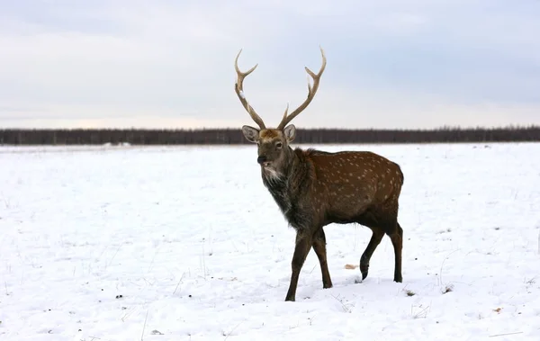 Deer Stag Walking Deep Snow Field Natural Wildlife Scenery Wild — Stock Photo, Image