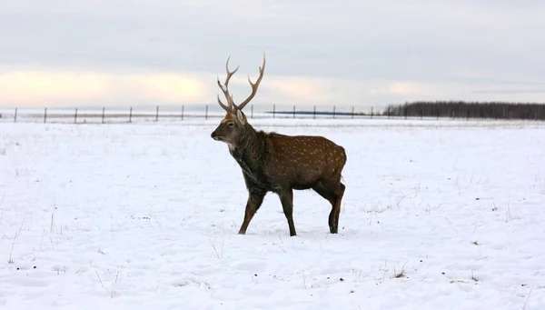 Veado Veado Caminhar Campo Neve Profundo Paisagem Natural Vida Selvagem — Fotografia de Stock