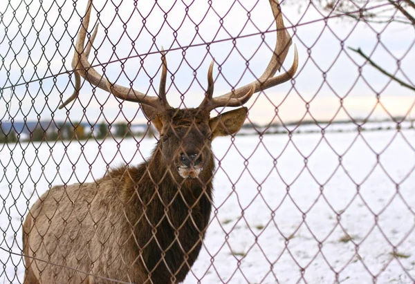 Portrait of deer stag. Adult male with beautiful horns standing on snow-covered foreground.