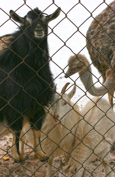 Černá Koza Bílé Kozy Pštros Voliéře Zvířata Čekající Jídlo — Stock fotografie