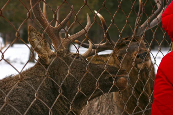Geyik geyiği kuşhanede, demir parmaklıkların arkasında. Kadın geyiği besliyor. Hayvanları besleme konsepti