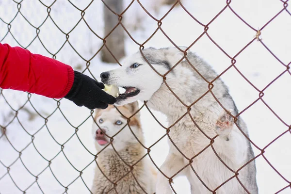Kuşhanede Metal Parmaklıkların Arkasında Husky Var Kadın Huskies Besliyor Hayvanları — Stok fotoğraf
