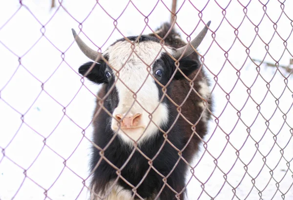 portrait of a bull in contact zoo.