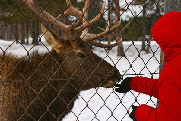 Geyik geyiği kuşhanede, demir parmaklıkların arkasında. Kadın geyiği besliyor. Hayvanları besleme konsepti