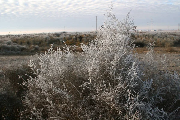 Hierba Nieve Fondo Invierno Uzbekistán Copiar Espacio — Foto de Stock