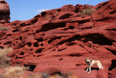 Güneşli mavi bir gökyüzünde Katutau kırmızı dağ sırasındaki bir kaya manzarası. Doğa rezervi Altyn Emel. Kazakistan. İlginç şekilli kaya oluşumları. Donmuş lav taşları.