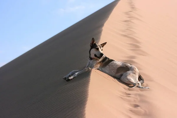 Çöldeki Köpek Şarkı Söyleyen Barkhan Altın Tepeleri Ulusal Doğa Rezervi — Stok fotoğraf