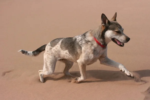 Hund Öknen Den Sjungande Barkhans Gyllene Sanddyner Naturreservatet Altyn Emel — Stockfoto
