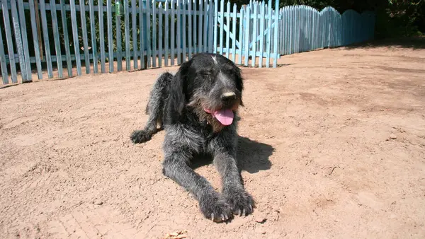 Perro Blanco Negro Tendido Suelo Kazajstán — Foto de Stock