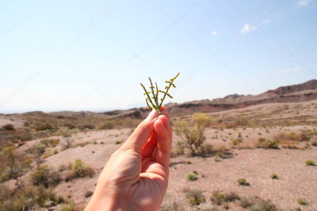 hand holding a flower in Nature reserve Altyn Emel. Kazakhstan