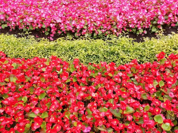 Красные Цветы Саду Полном Цвету Красные Цветущие Растения Клюквенно Красные — стоковое фото