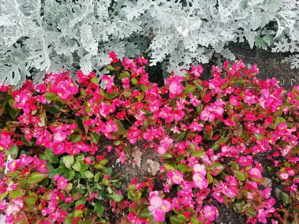 花园里的红花盛开 红色开花植物 覆盆子红花瓣横幅 — 图库照片