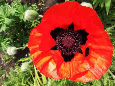 Yeşil arka planda haşhaş çiçekleri. Çiçekleri olan güzel bir arkaplan ve metin için boş alan.