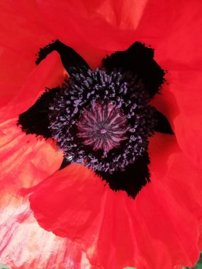 Yeşil arka planda haşhaş çiçekleri. Çiçekleri olan güzel bir arkaplan ve metin için boş alan.