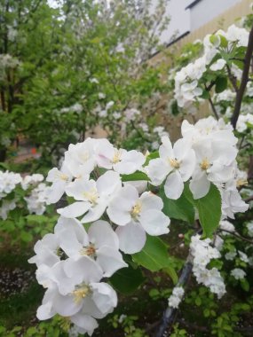 Bahçedeki elma ağacı çiçekleri. Fotokopi alanı olan fotoğraf. Doğa arkaplanı