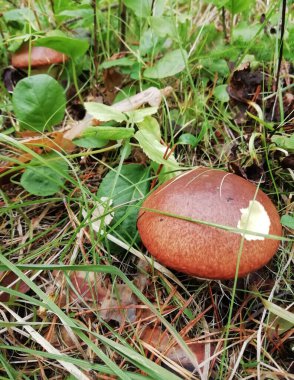 Sonbahar yeşil yosunlu mantar. Ormanda mantar. Yosun içinde mantar. Yeşil yosunlu mantar