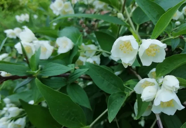 Красиві Квіти Жасмину Навесні Зеленому Тлі Елегантний Художній Образ Природа — стокове фото