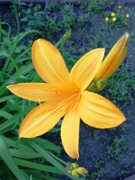 Förlust Vackra Liljor Blommor Bukett Med Blommor Blommor Bakgrund — Stockfoto