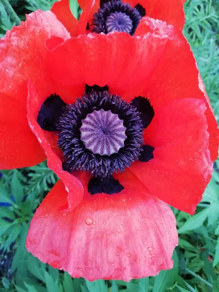 Fleurs Pavot Sur Fond Vert Bel Arrière Plan Avec Des — Photo