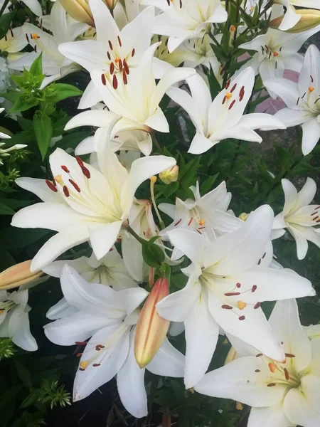 Ztráta Krásných Květů Lilií Kytice Květin Květiny Pozadí — Stock fotografie