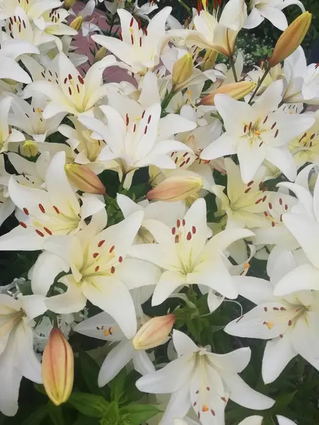 Ztráta Krásných Květů Lilií Kytice Květin Květiny Pozadí — Stock fotografie